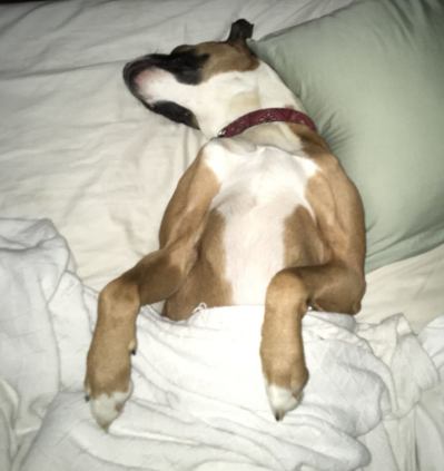 14310511_10154544429613799_2464093782828470222_o