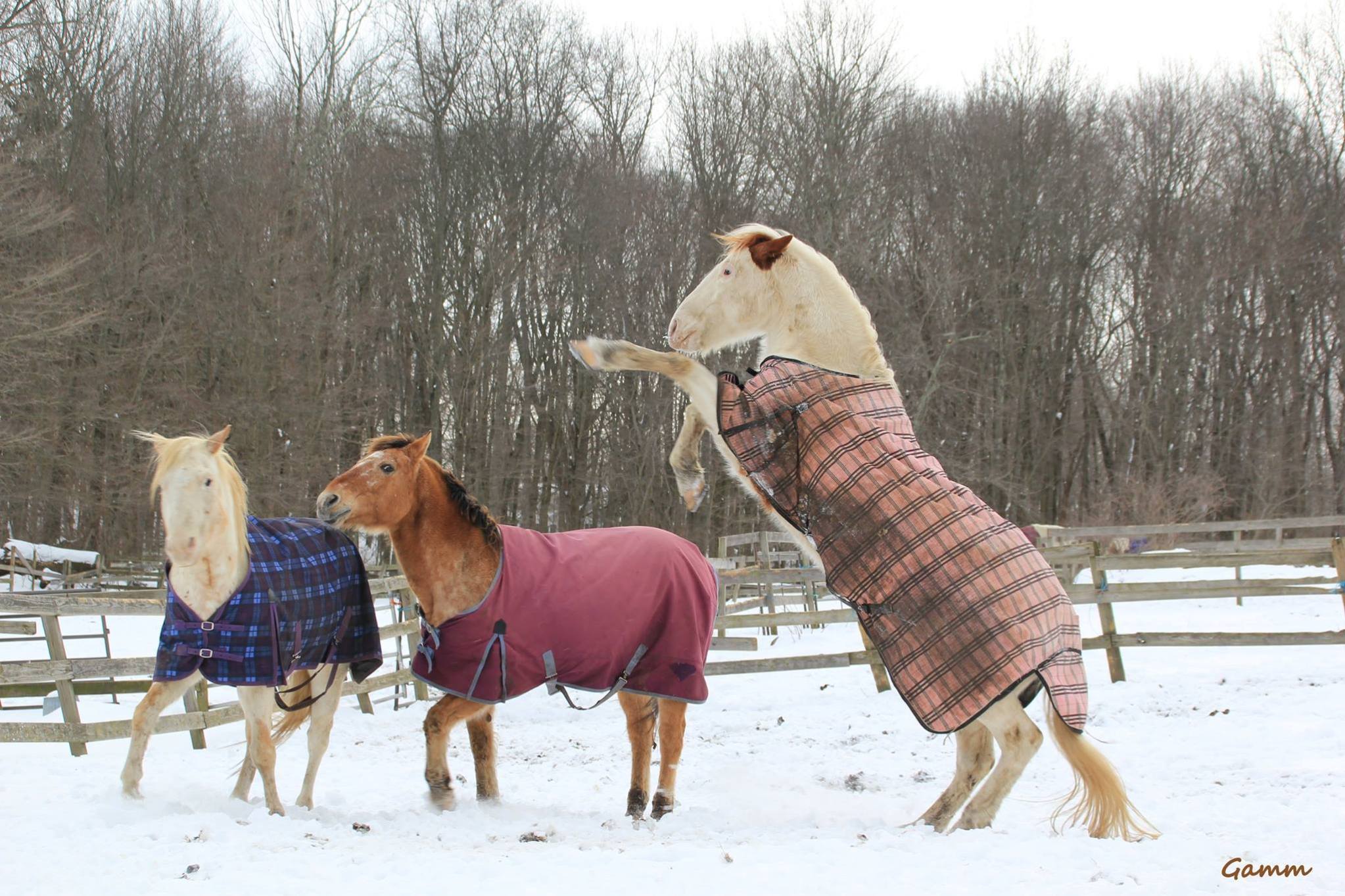 Gallery Locket's Meadow Farm